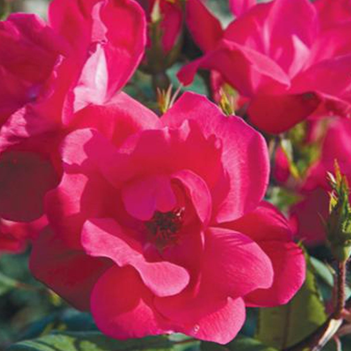 Knock Out Rose - LandscapeDirect
