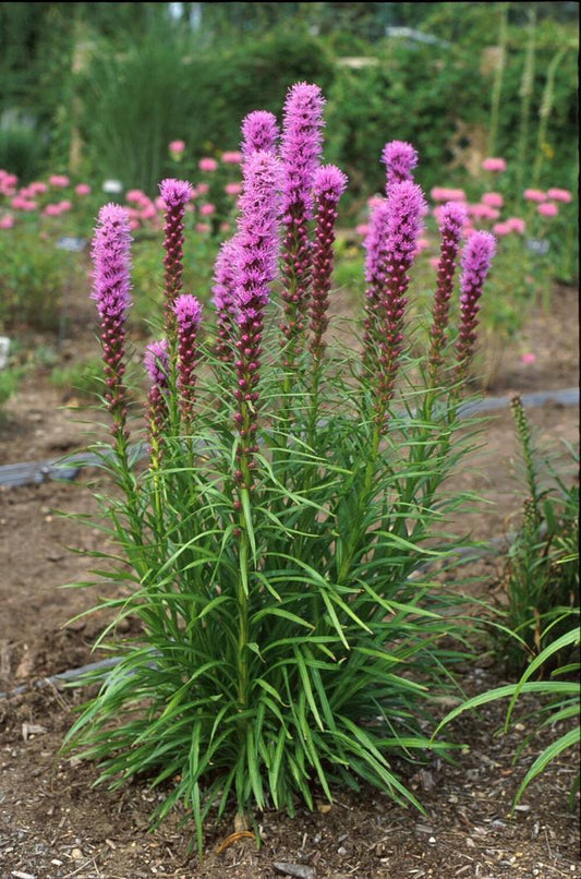 Kobold Blazing Star - LandscapeDirect