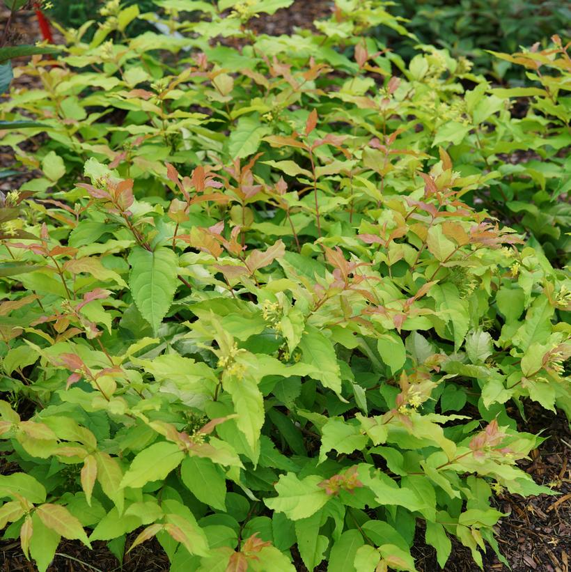 KODIAK® Green Bush Honeysuckle - LandscapeDirect