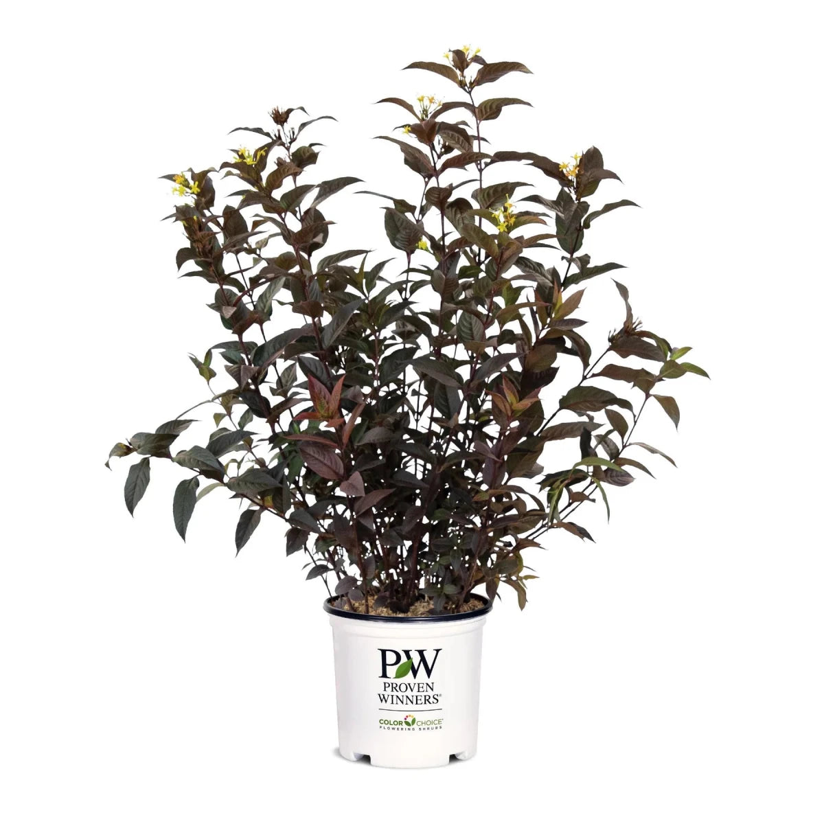 Kodiak Jet Black™ Diervilla - LandscapeDirect