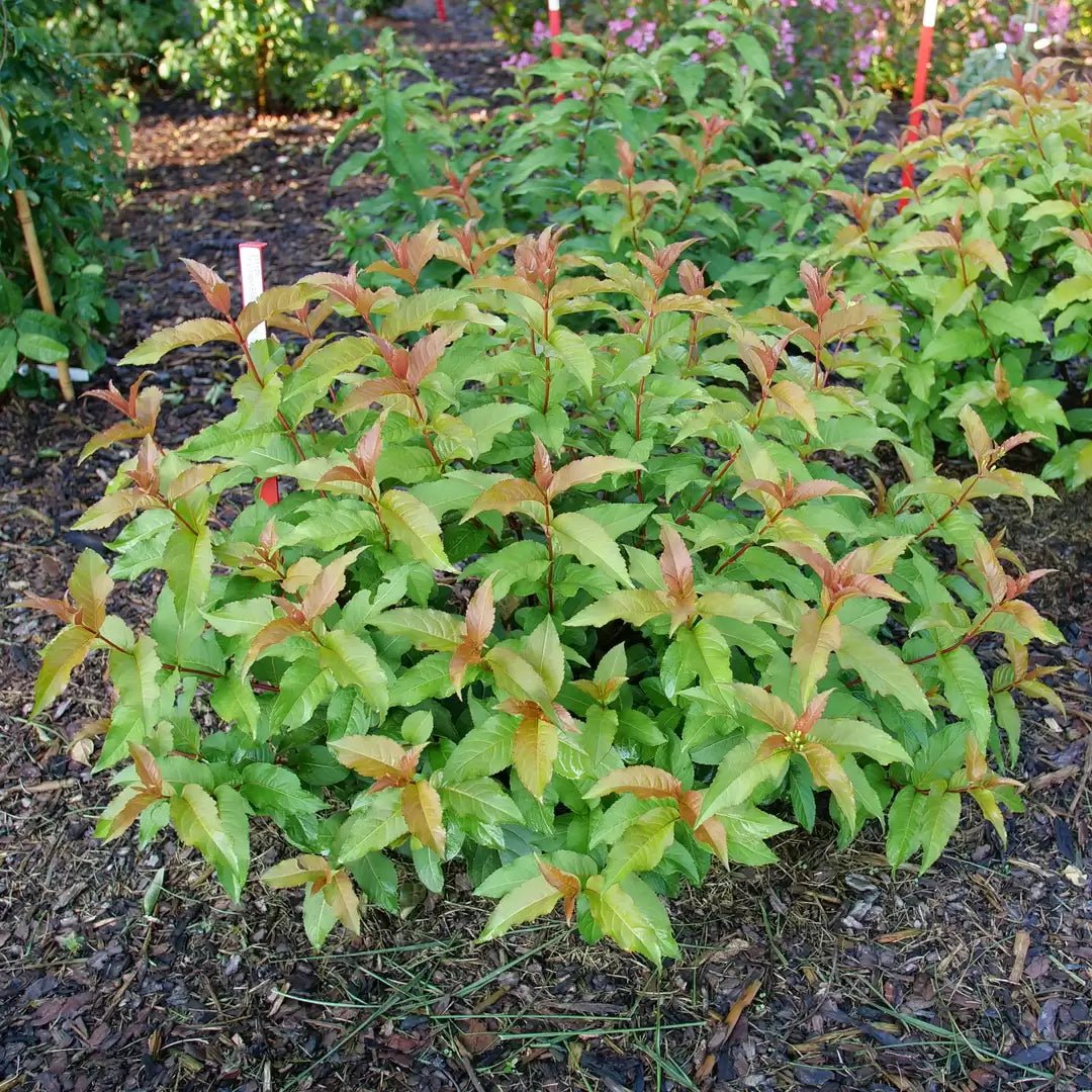 Kodiak Spiced Bush Honeysuckle - LandscapeDirect