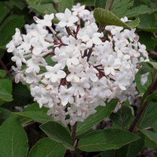 Korean Spice Viburnum