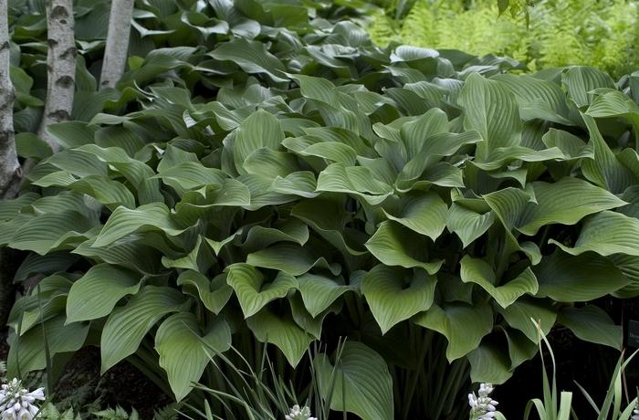 Krossa Regal Hosta - LandscapeDirect
