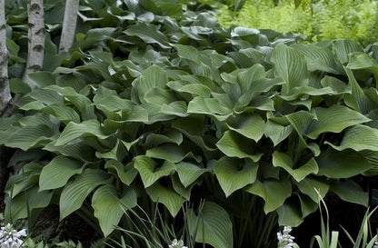 Krossa Regal Hosta - LandscapeDirect