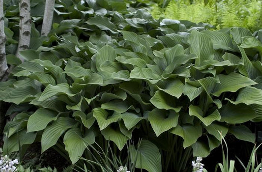 Krossa Regal Hosta - LandscapeDirect