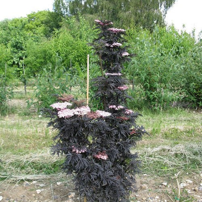 Laced Up® Elderberry - LandscapeDirect