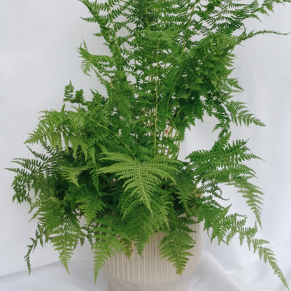 Lady Fern - LandscapeDirect