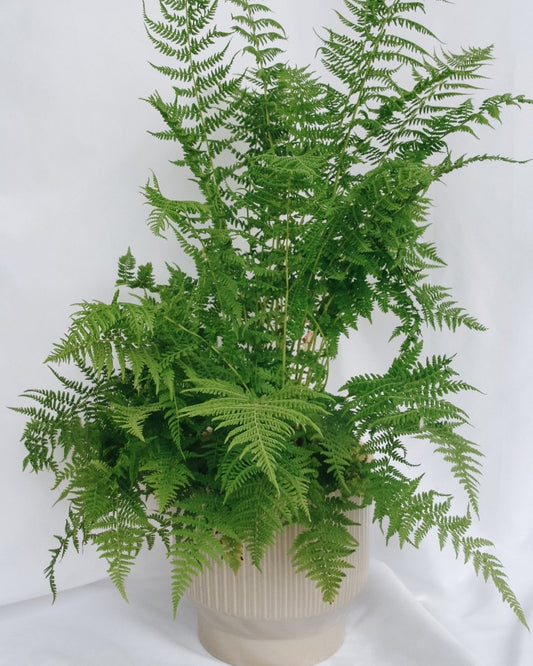 Lady Fern - LandscapeDirect