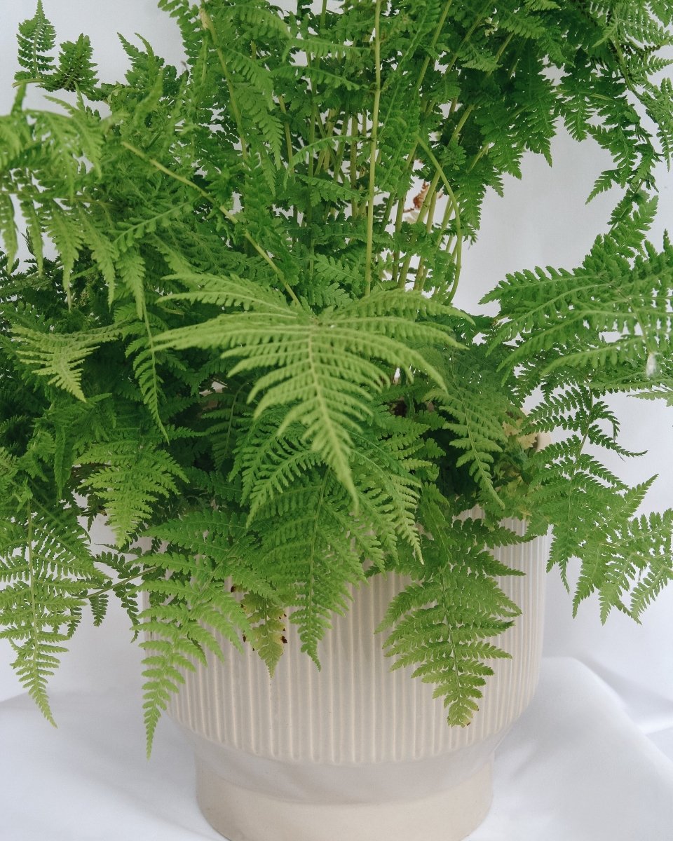 Lady Fern - LandscapeDirect