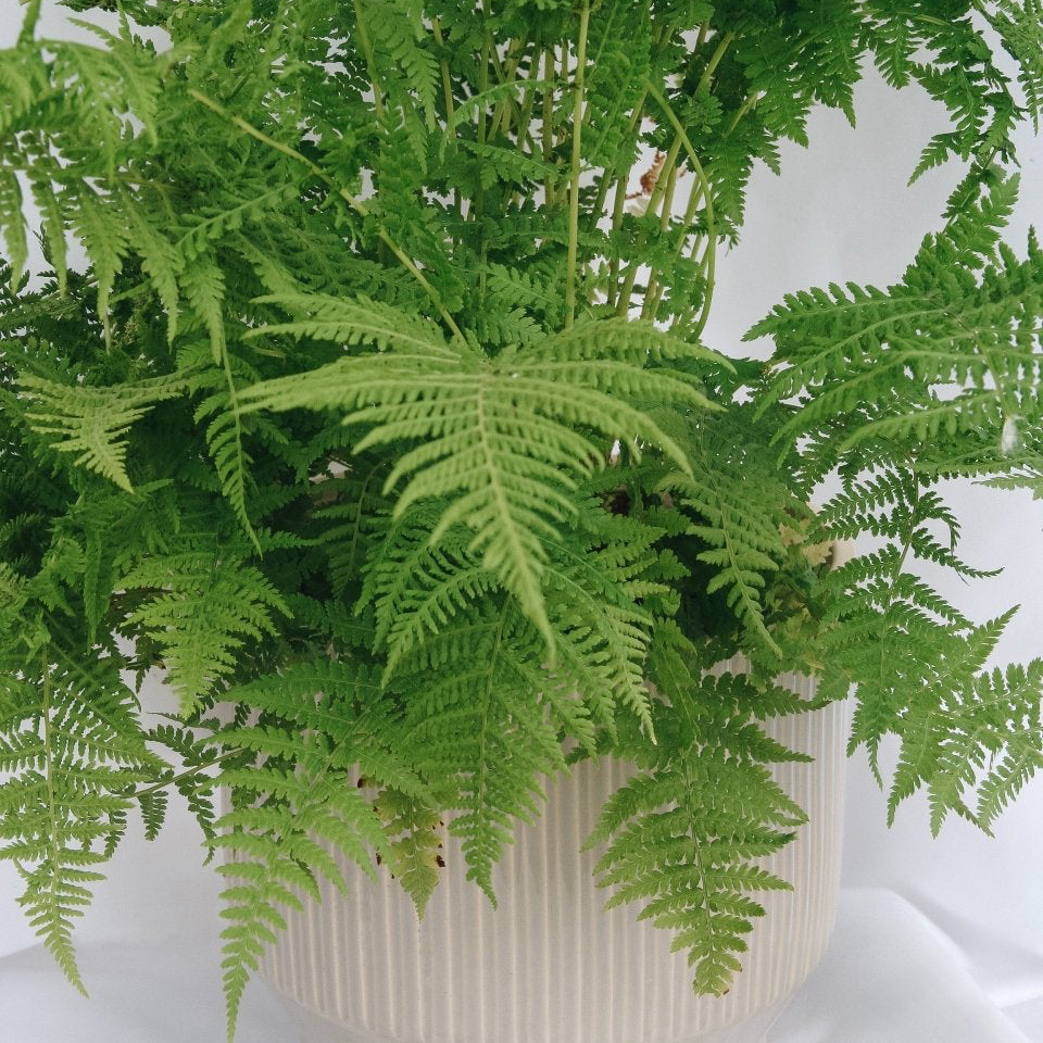 Lady Fern - LandscapeDirect