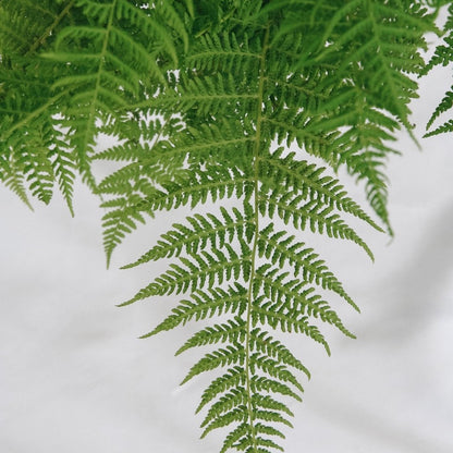 Lady Fern - LandscapeDirect