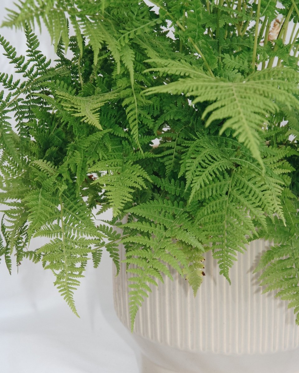 Lady Fern - LandscapeDirect