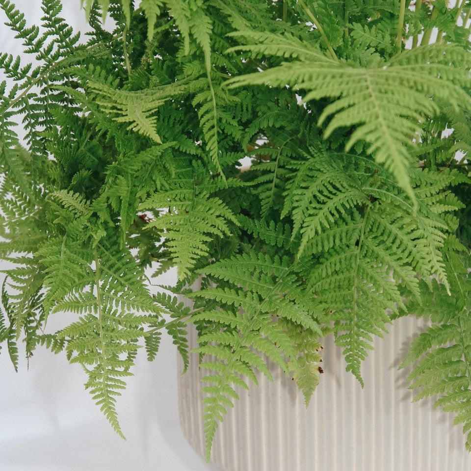 Lady Fern - LandscapeDirect