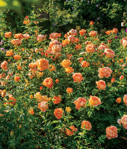 Lady of Shalott Climbing Rose - LandscapeDirect