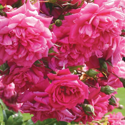 Laguna Climbing Rose - LandscapeDirect