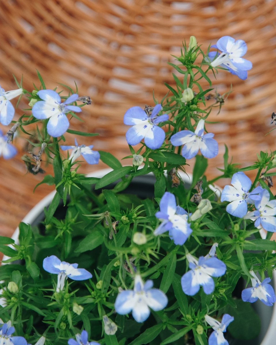 Laguna Compact Blue with Blue - LandscapeDirect