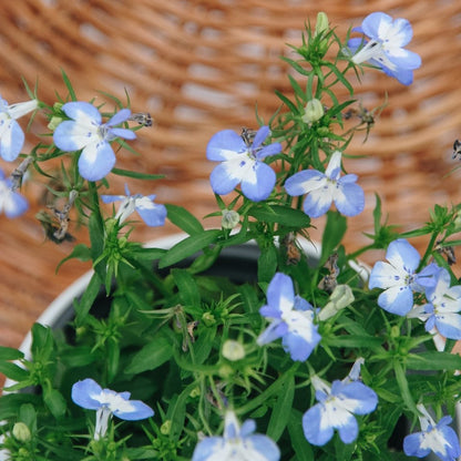 Laguna Compact Blue with Blue - LandscapeDirect