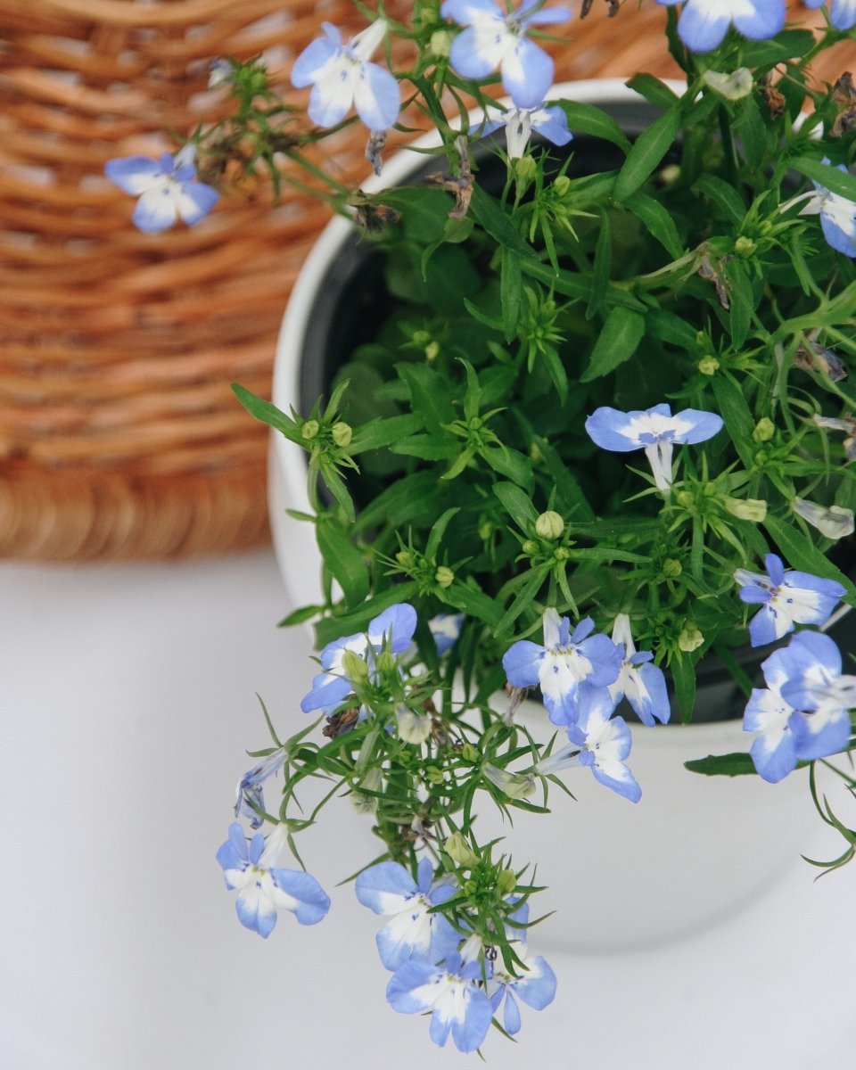 Laguna Compact Blue with Blue - LandscapeDirect