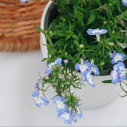 Laguna Compact Blue with Blue - LandscapeDirect