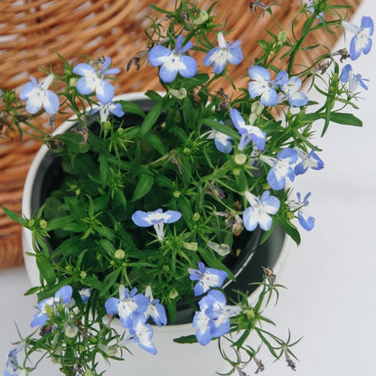 Laguna Compact Blue with Blue - LandscapeDirect