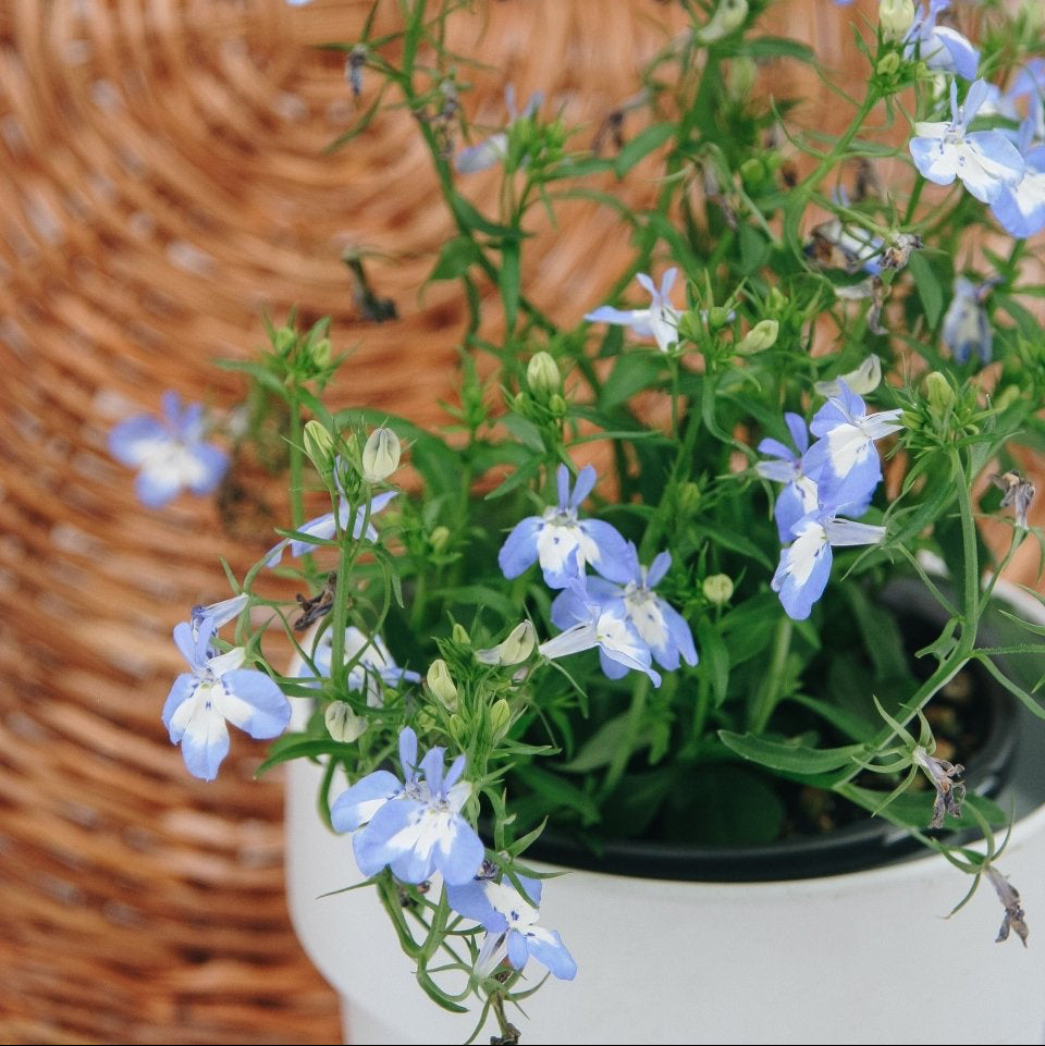 Laguna Compact Blue with Blue - LandscapeDirect