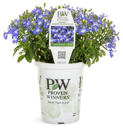 Laguna Compact Blue with Eye Lobelia - LandscapeDirect