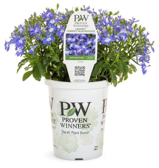Laguna Compact Blue with Eye Lobelia - LandscapeDirect