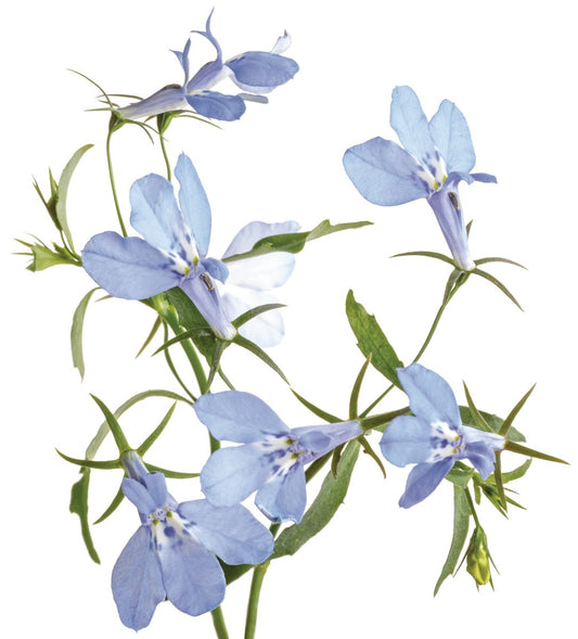 Laguna™ Royale Azure Lobelia - LandscapeDirect
