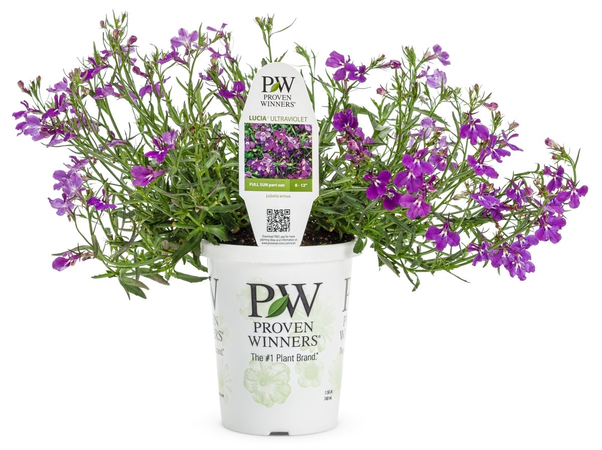 Laguna Ultraviolet Lobelia - LandscapeDirect