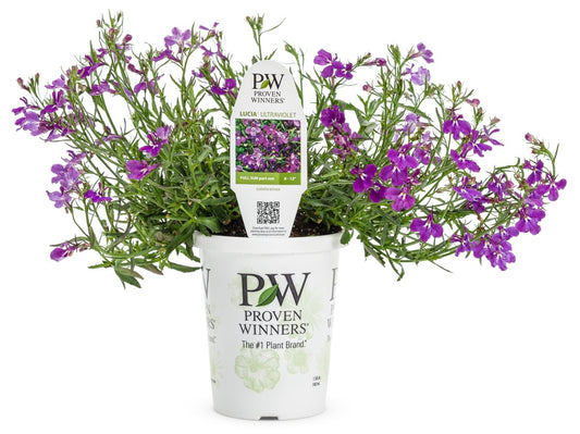 Laguna Ultraviolet Lobelia - LandscapeDirect