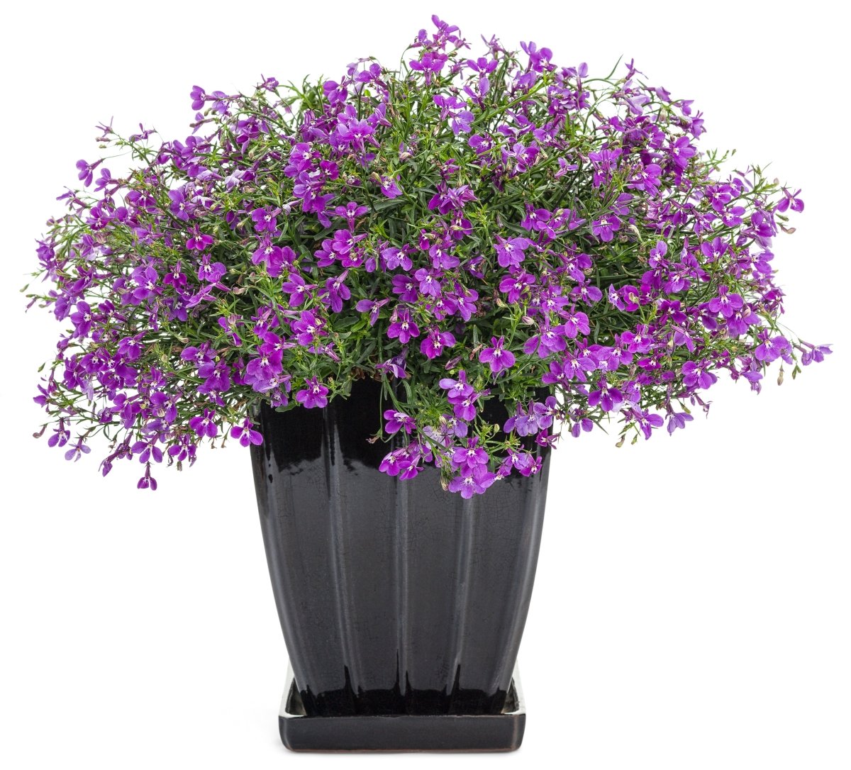Laguna Ultraviolet Lobelia - LandscapeDirect