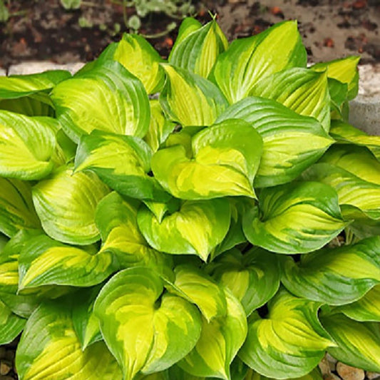 Lakeside Banana Bay Plantain Lily - LandscapeDirect