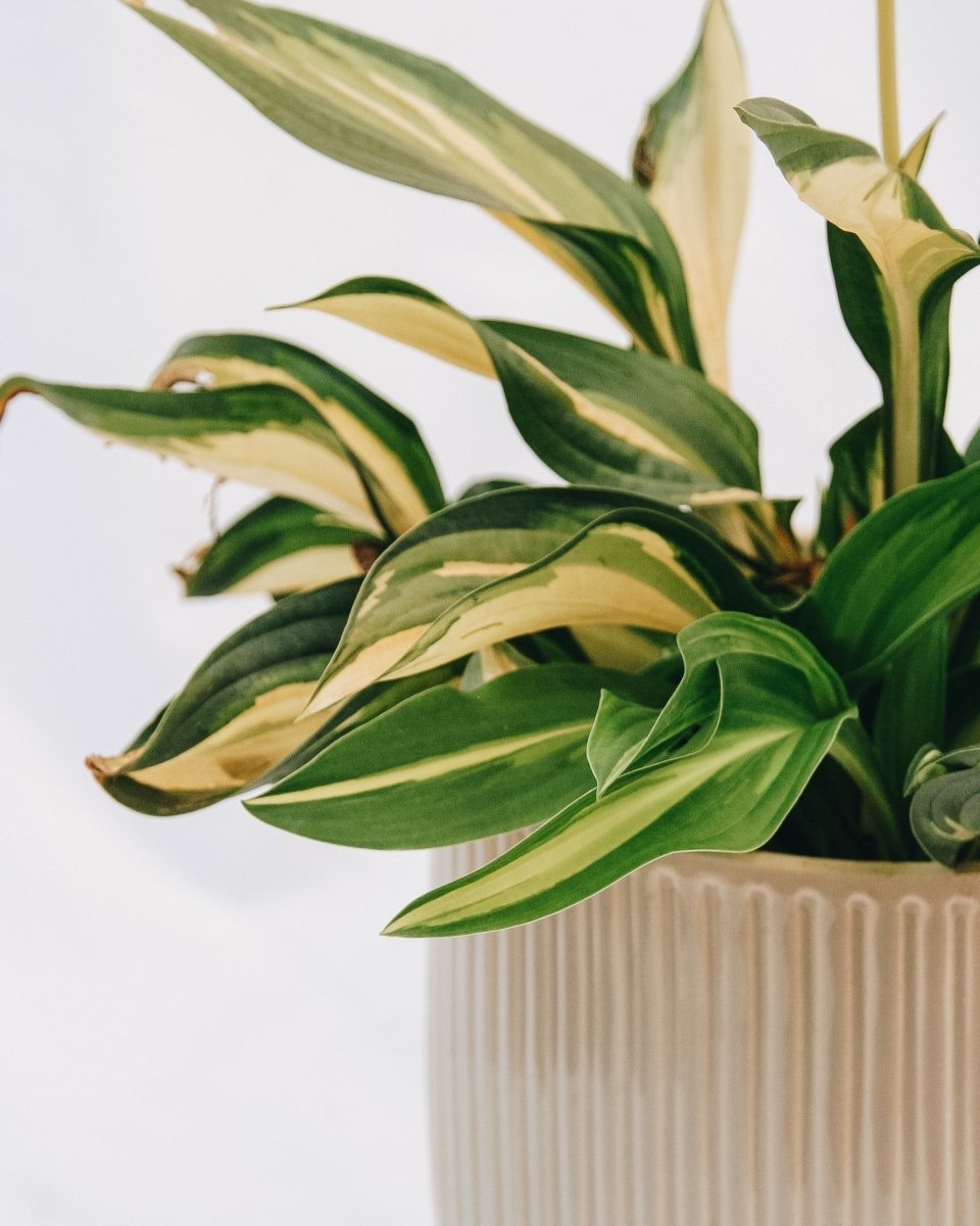 Lakeside Little Tuft Hosta - LandscapeDirect