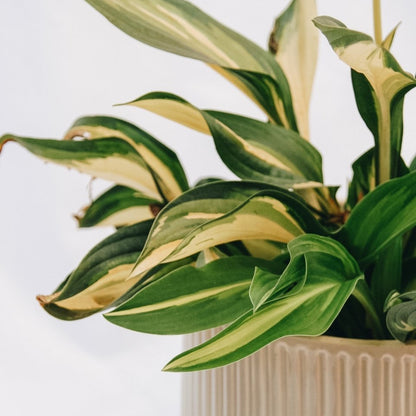 Lakeside Little Tuft Hosta - LandscapeDirect