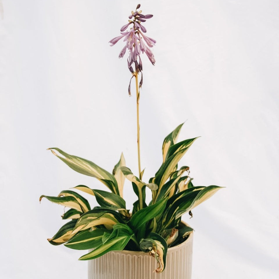 Lakeside Little Tuft Hosta - LandscapeDirect