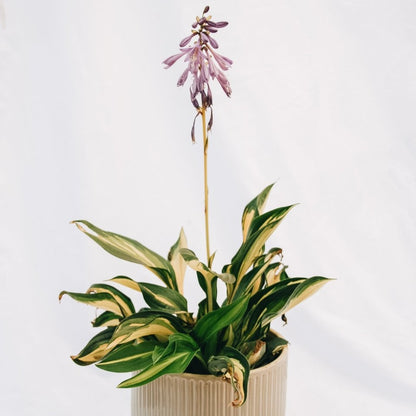 Lakeside Little Tuft Hosta - LandscapeDirect
