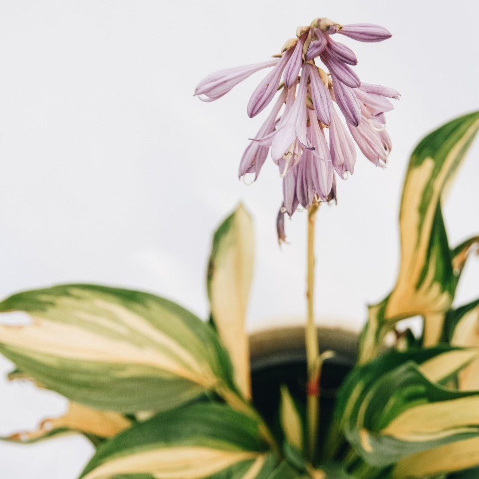 Lakeside Little Tuft Hosta - LandscapeDirect