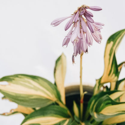 Lakeside Little Tuft Hosta - LandscapeDirect