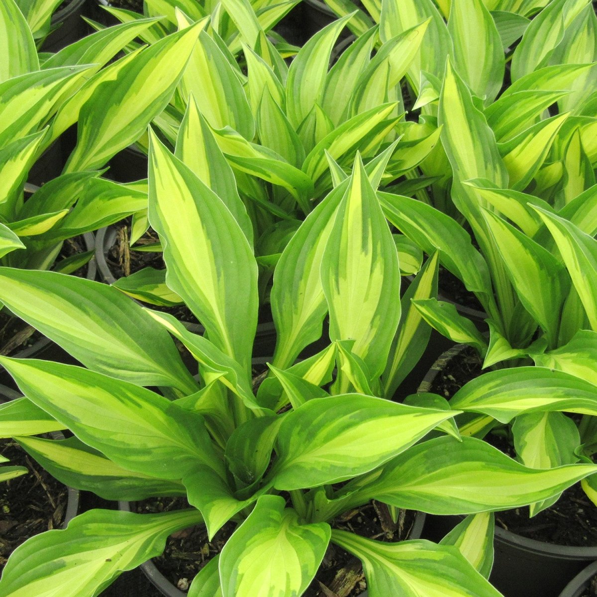 Lakeside Little Tuft Plantain Lily - LandscapeDirect
