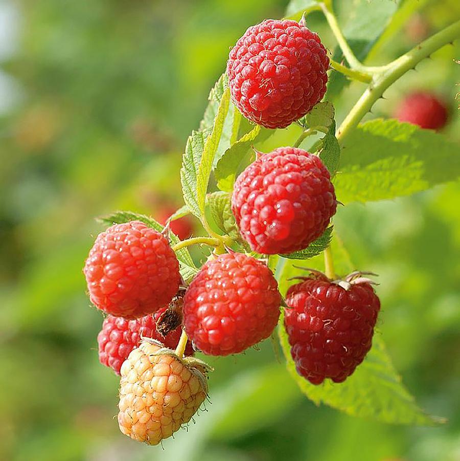 Latham Raspberry - LandscapeDirect