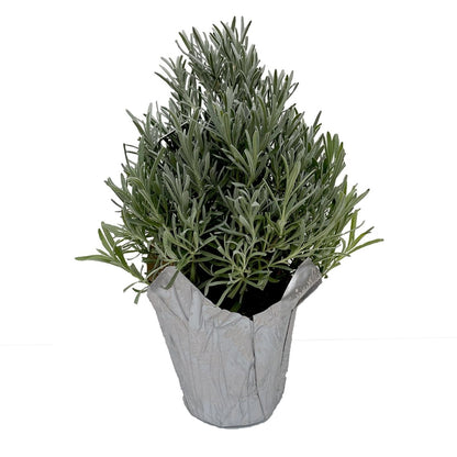 Lavender Tree Pyramid - LandscapeDirect