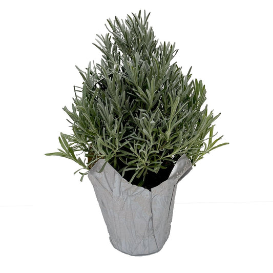 Lavender Tree Pyramid - LandscapeDirect