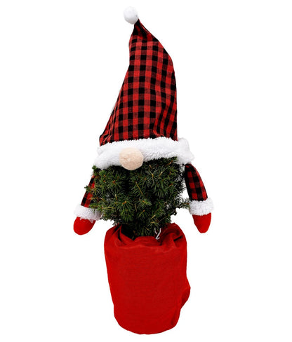 Lawson False Cypress Gnome Tree - LandscapeDirect