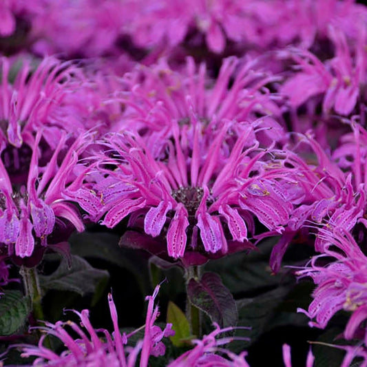 Leading Lady Plum Bee Balm - LandscapeDirect