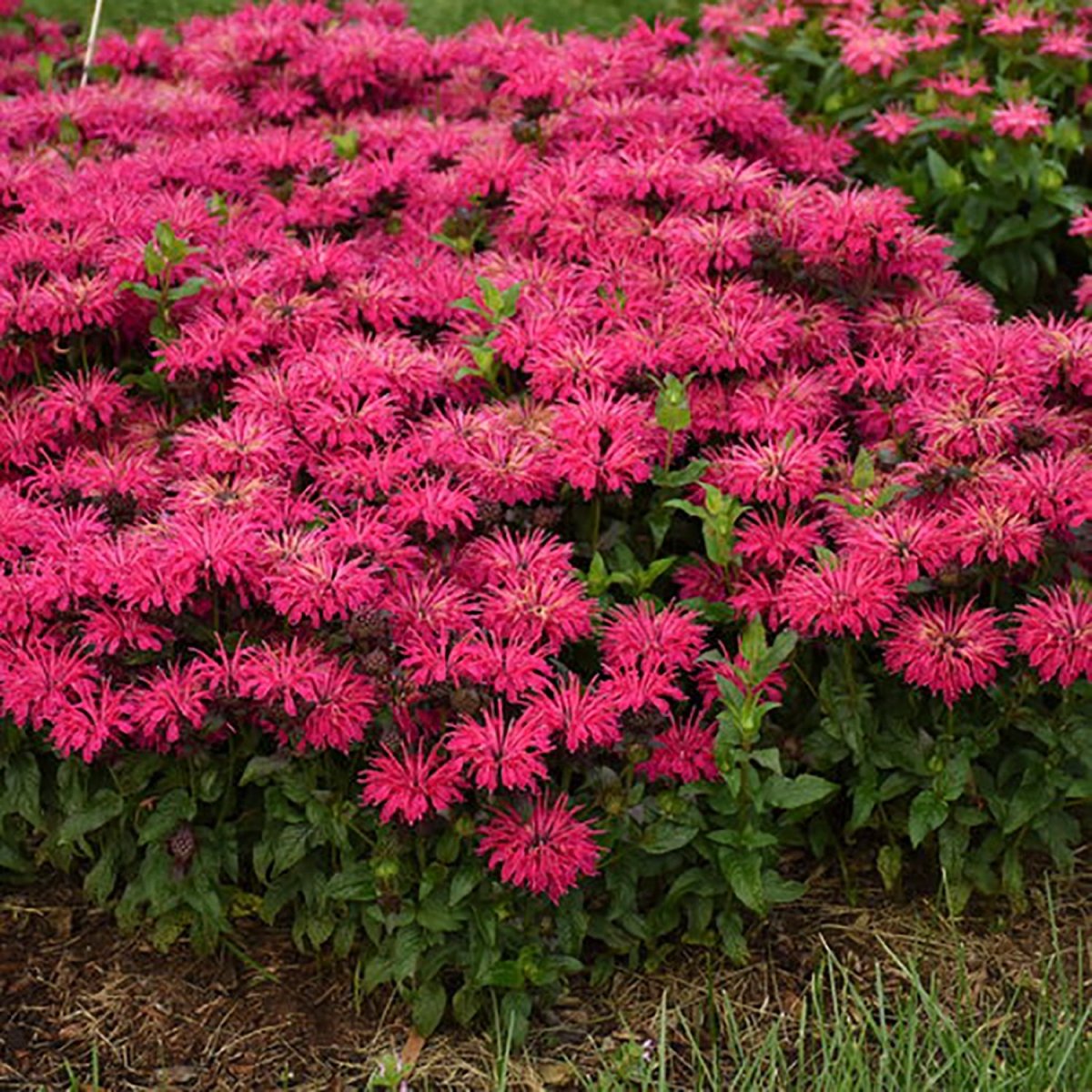 Leading Lady Razzberry Bee Balm - LandscapeDirect