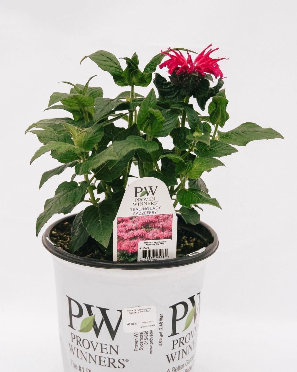 Leading Lady Razzberry Bee Balm - LandscapeDirect