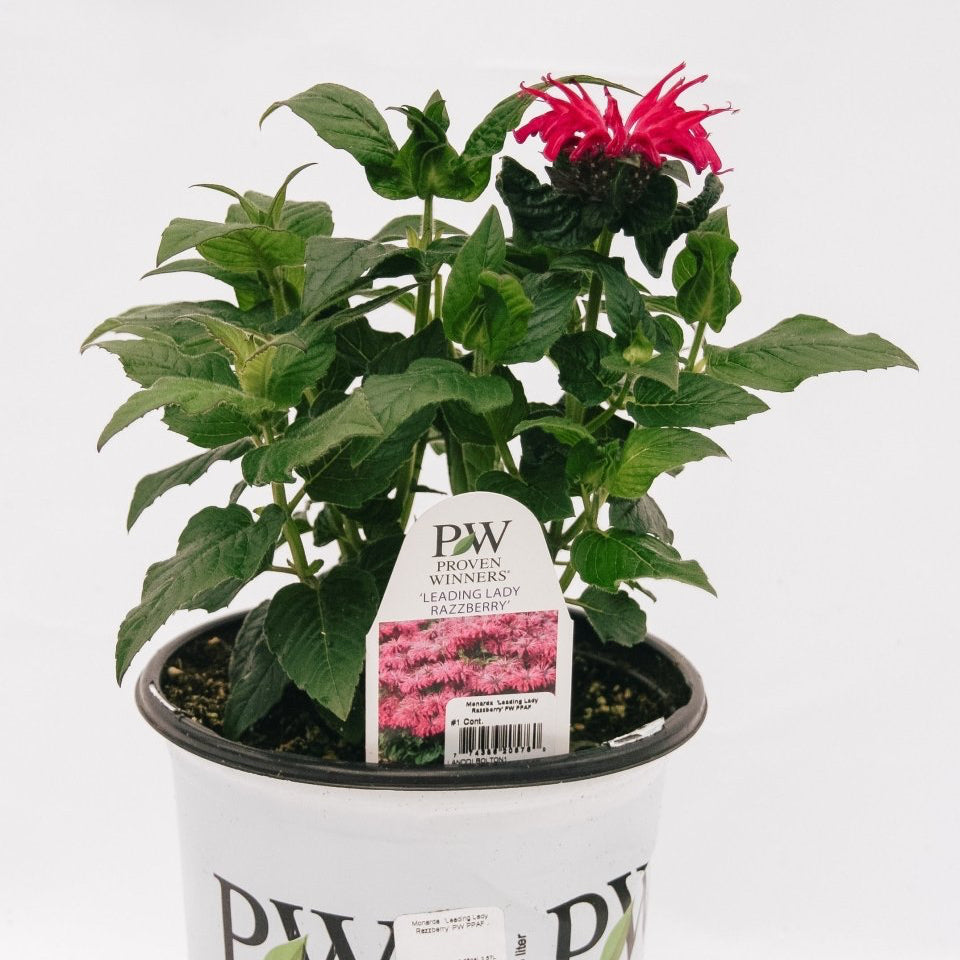 Leading Lady Razzberry Bee Balm - LandscapeDirect