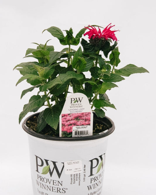 Leading Lady Razzberry Bee Balm - LandscapeDirect