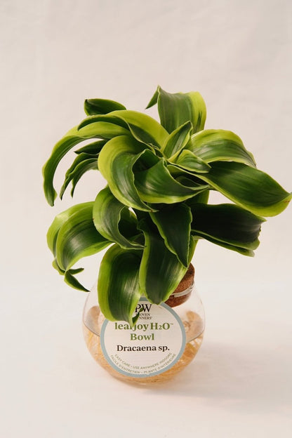 dracaena dracaena sp Leafjoy H20 Bowl Dracaena Sp. – LandscapeDirect