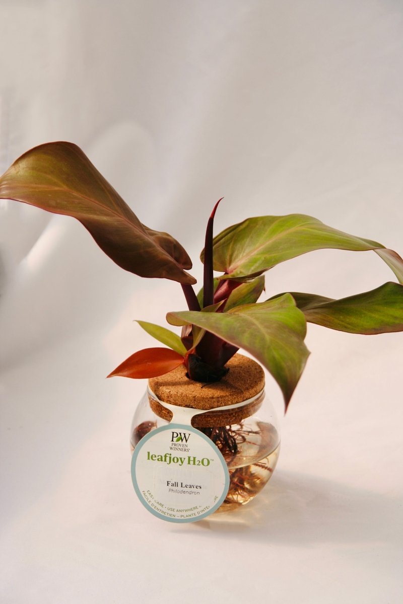 Leafjoy H20 Bowl Fall Leaves Philodendron - LandscapeDirect